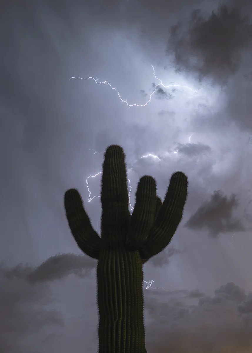  Saguaro Cacti and Lightning 