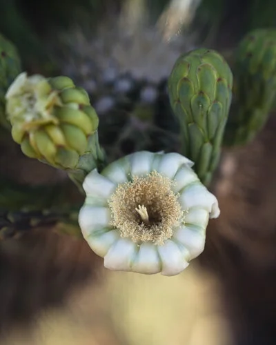  Saguaro Flower 