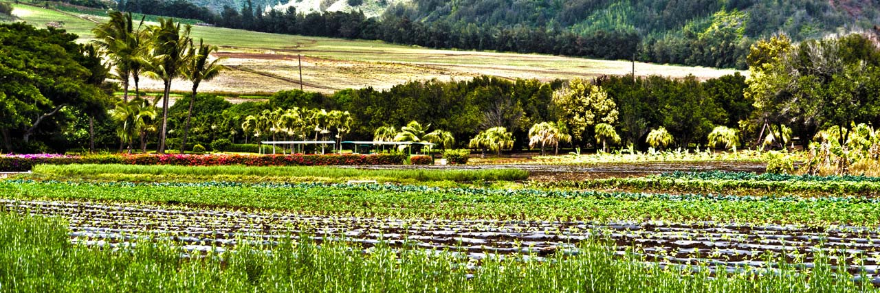 Kumu Farms at Maui Tropical Plantation