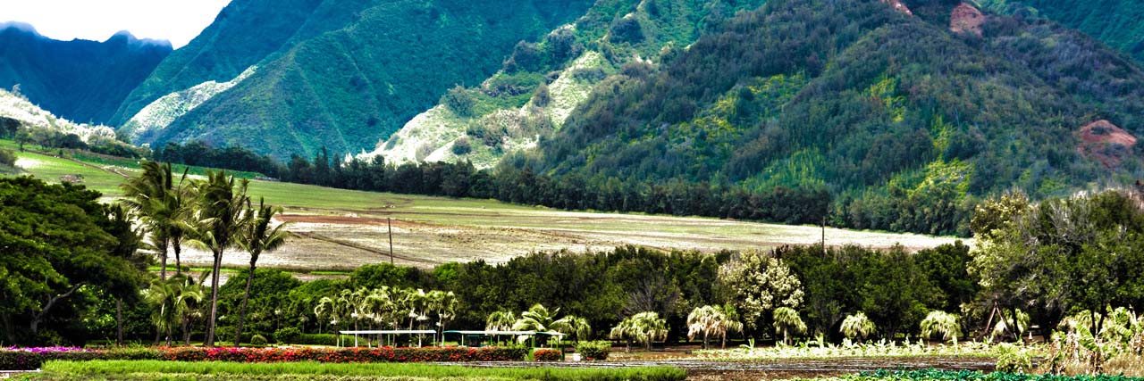 Kumu Farms at Maui Tropical Plantation