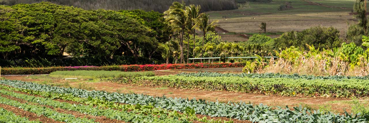 Kumu Farms at Maui Tropical Plantation