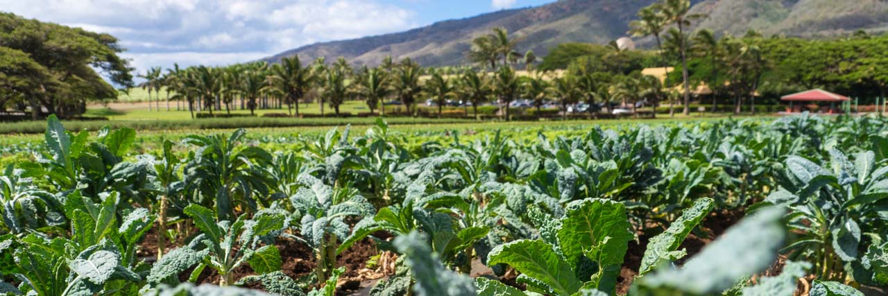 Kumu Farms at Maui Tropical Plantation