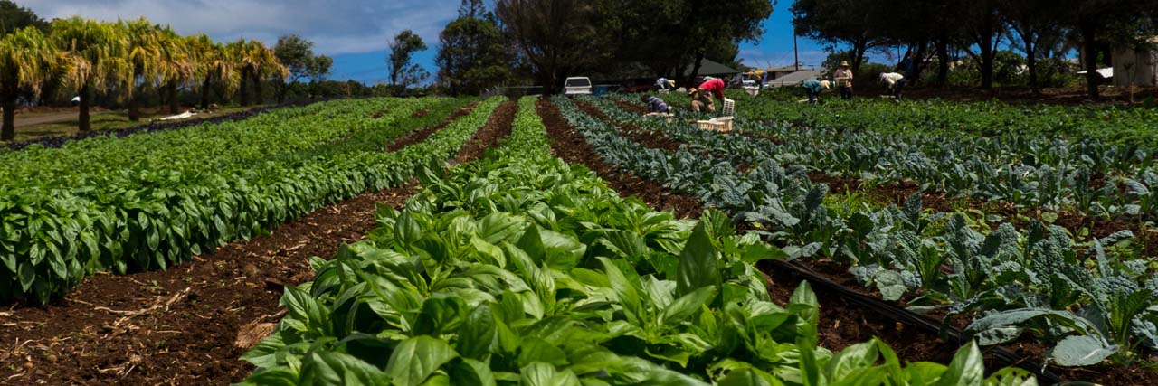 Kumu Farms at Maui Tropical Plantation