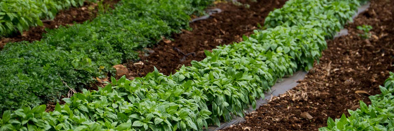 Kumu Farms at Maui Tropical Plantation