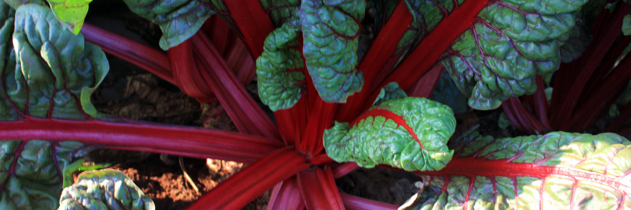 Kumu Farms at Maui Tropical Plantation