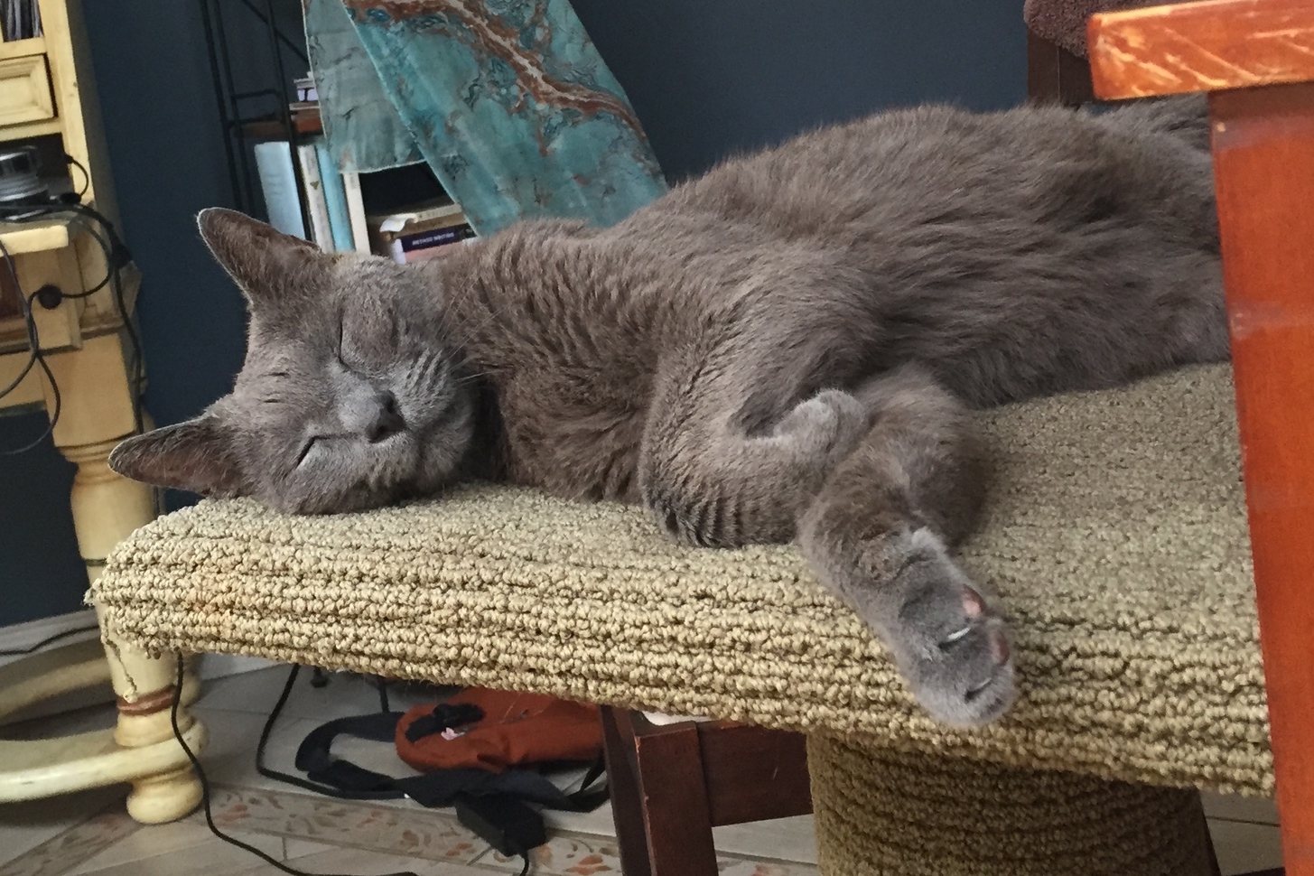 My beloved fourteen year old cat, Buddy.