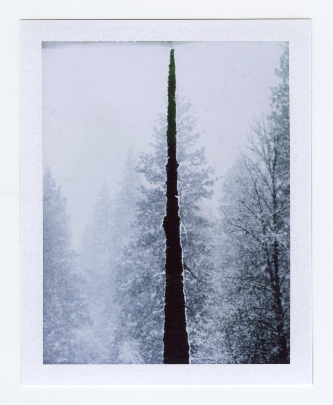   fractured (when a tree falls)  Polaroid of found National Geographic, 2015   Statement + Info  