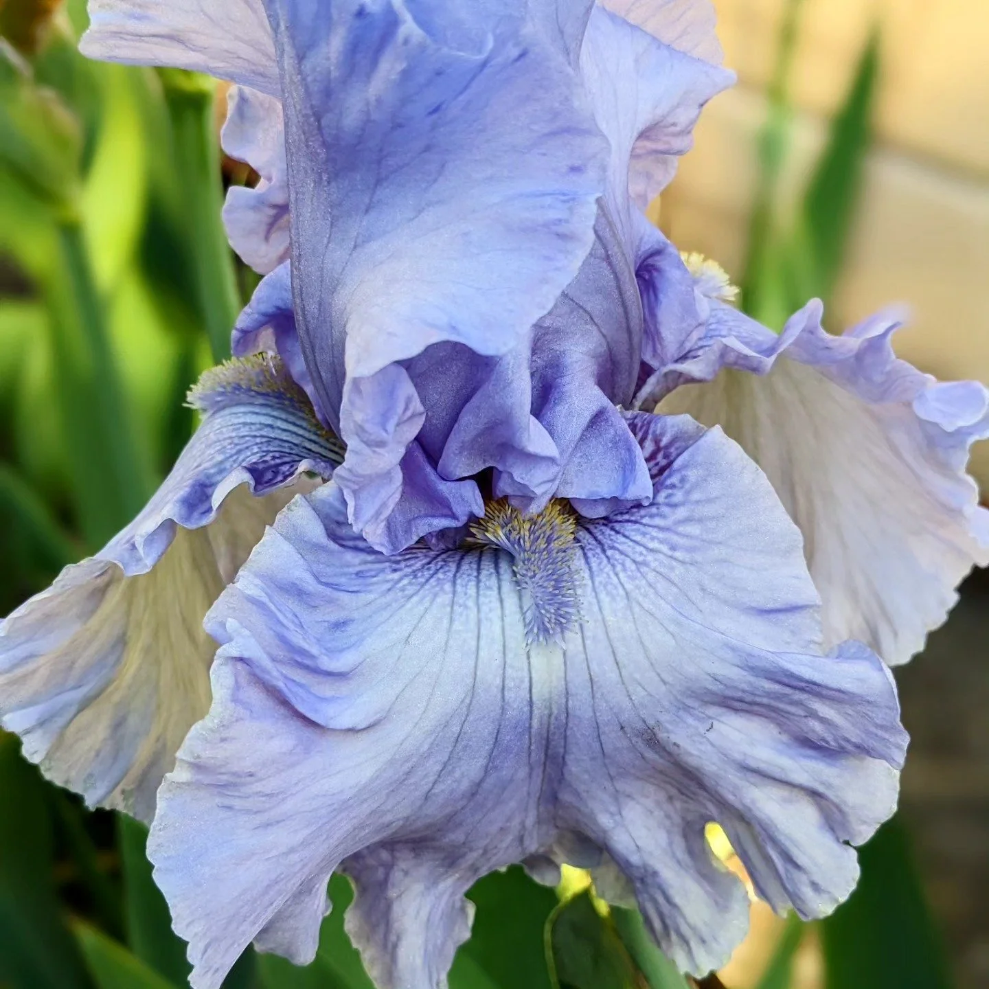 My first Iris "Sea of Love" opened today