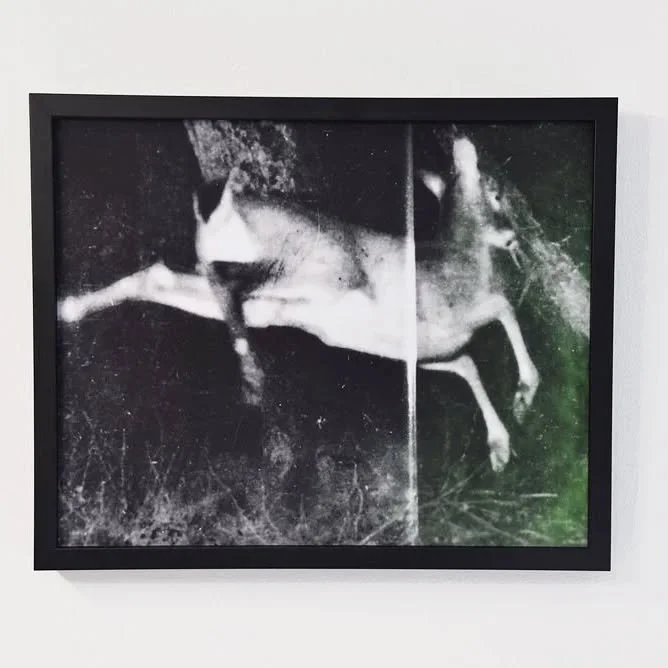 This little babe is available too in my 50% off End of Year Sale.

And if you're Seattle area, I'm making deliveries all this week! 

A wounded deer leaps the highest. (After Dickinson)

Photographic print of Polaroid negative on sintra with velvet l