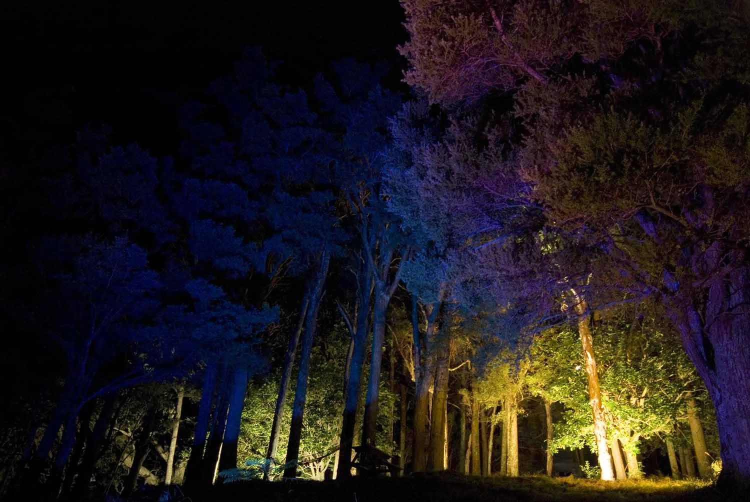 Landscape Lighting design_Insight Light_NZ totara (3)