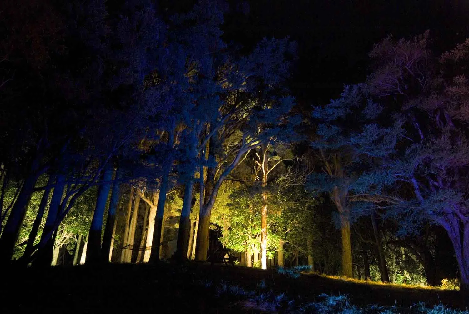 Insight Light _ Landscape Lighting New Zealand _ Forest Lighting