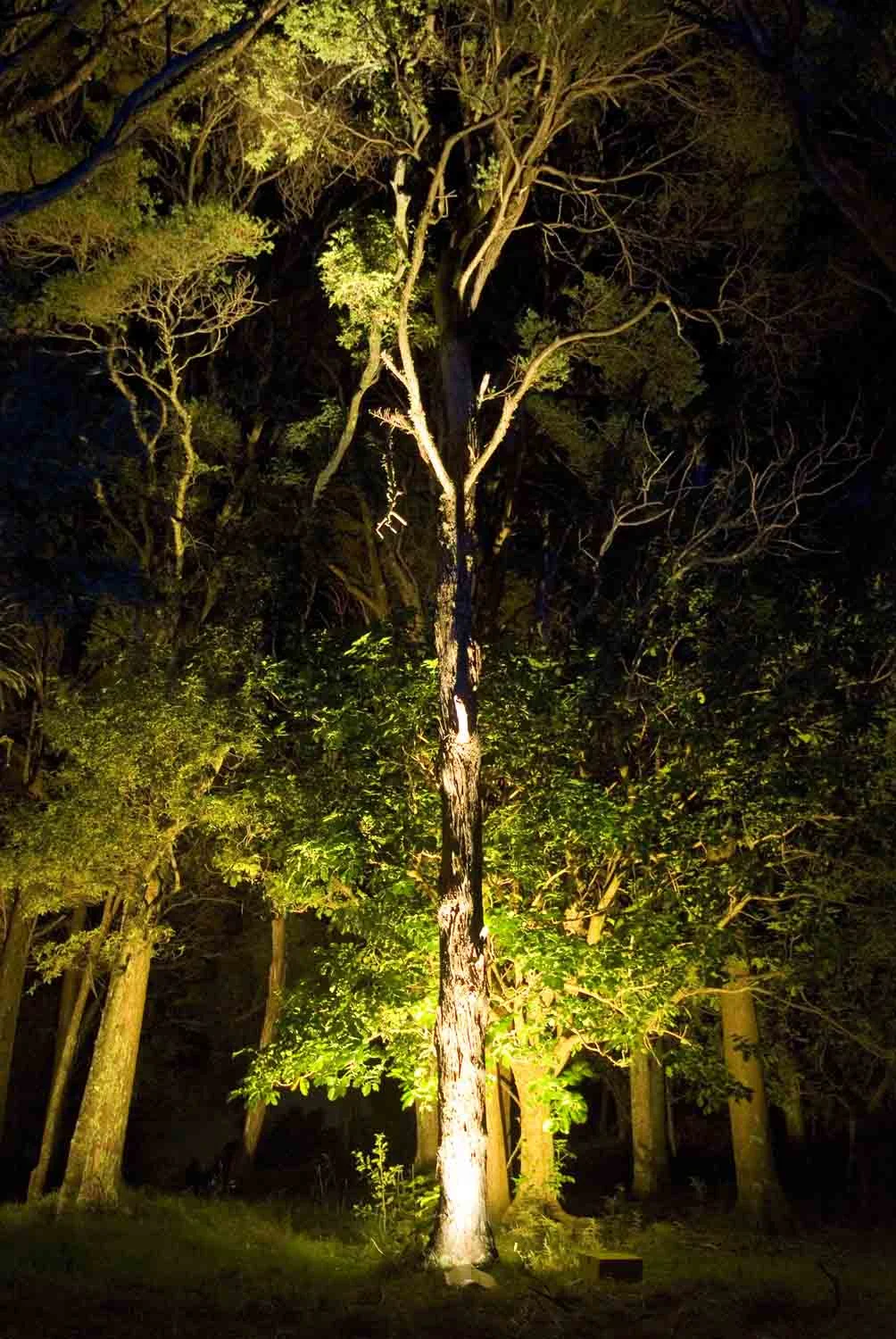 Landscape Lighting design_Insight Light_NZ Totara (2).jpg