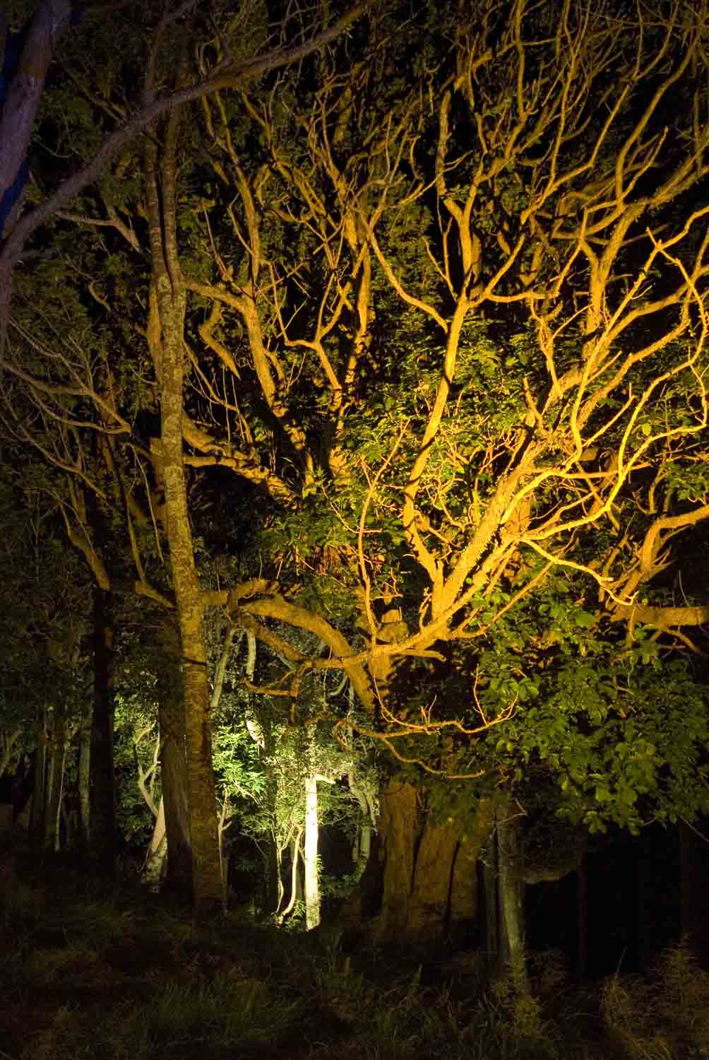 Landscape Lighting design_Insight Light_NZ Puriri.jpg