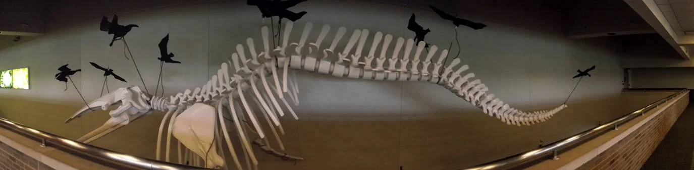 The Cormorants and the Whale, 2012-2017