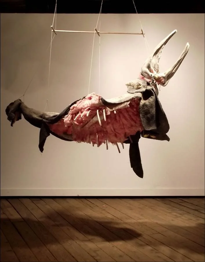 Mysticeti, 2009