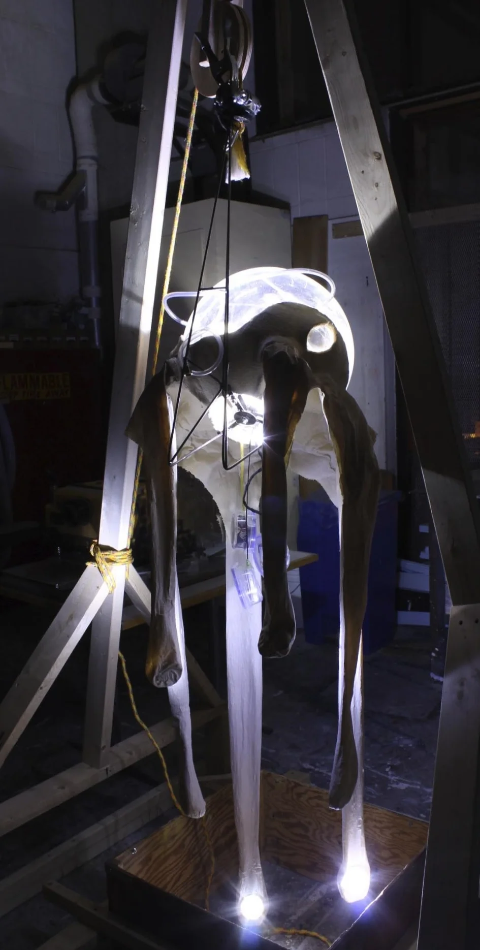 Cephalopod, 2014