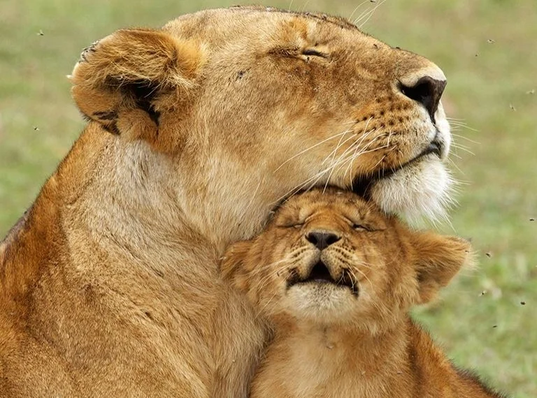 Parents