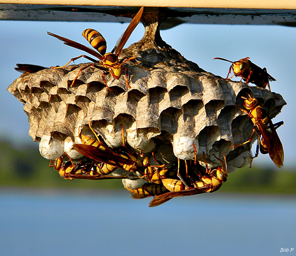 removing-paper-wasp-nests.jpg