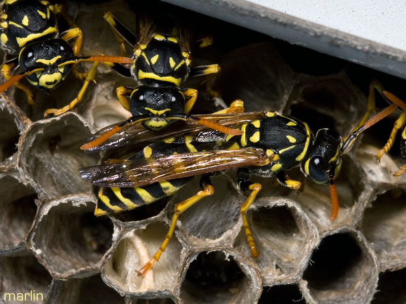 Paper_wasp_nestmates.jpg