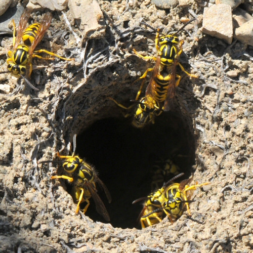 ground yellow jackets