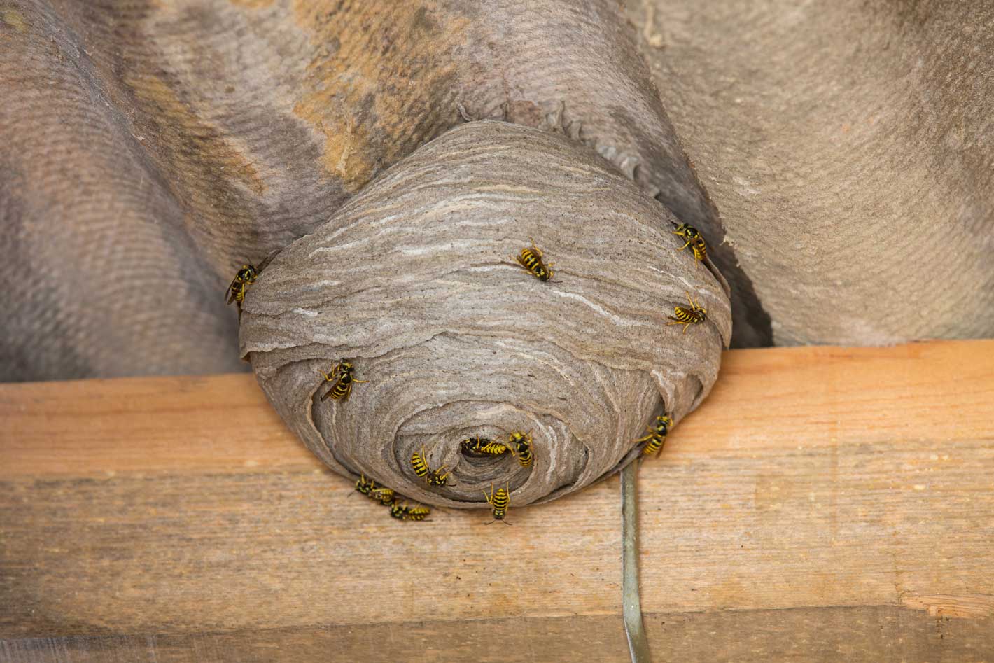 Yellow Jacket Removal — Bee Friendly Honey Honey Bee Relocation And