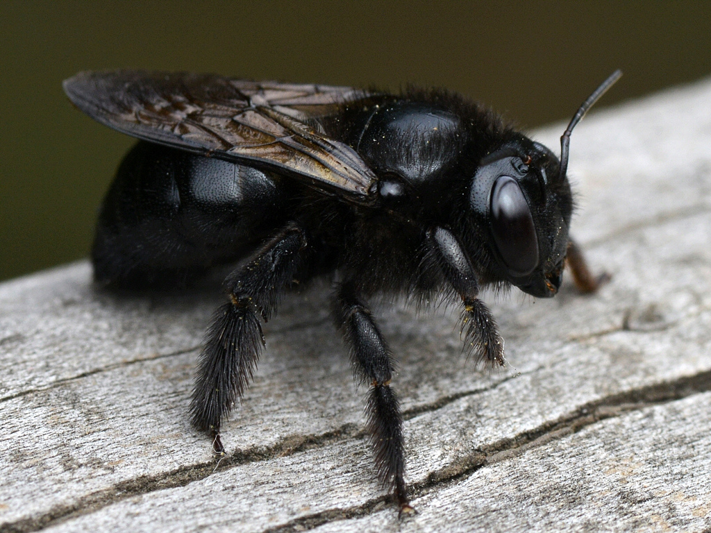 Carpenter bee1.jpg