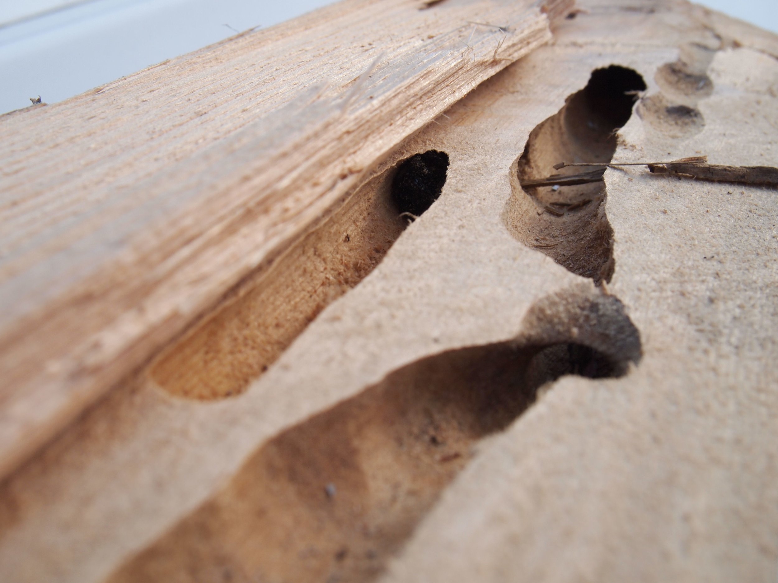 carpenter bee damage.jpg