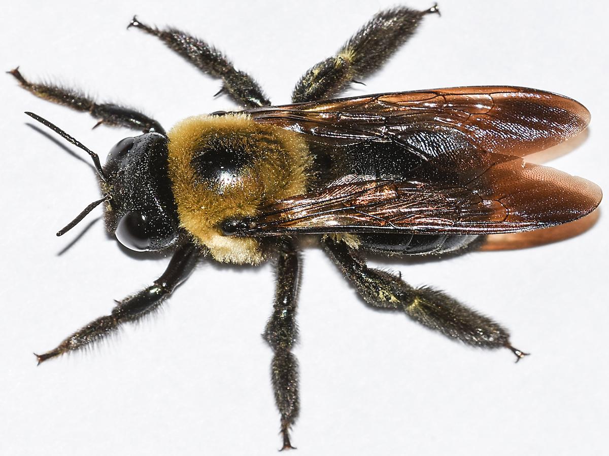 carpenter-bee-full-body-from-above-white-background.jpg