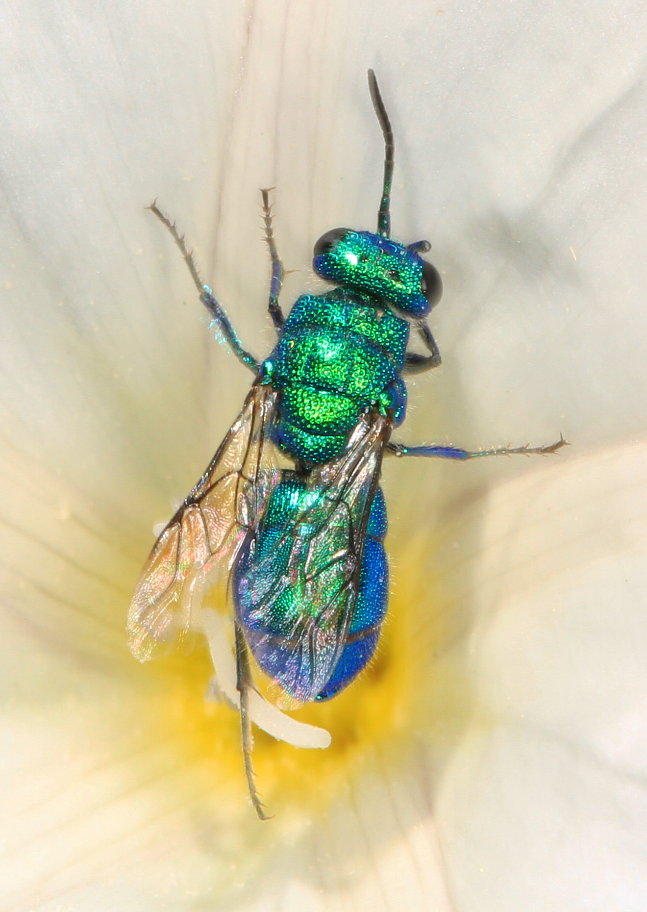 Cuckoo_Wasp,_near_Bassetts,_California.jpg