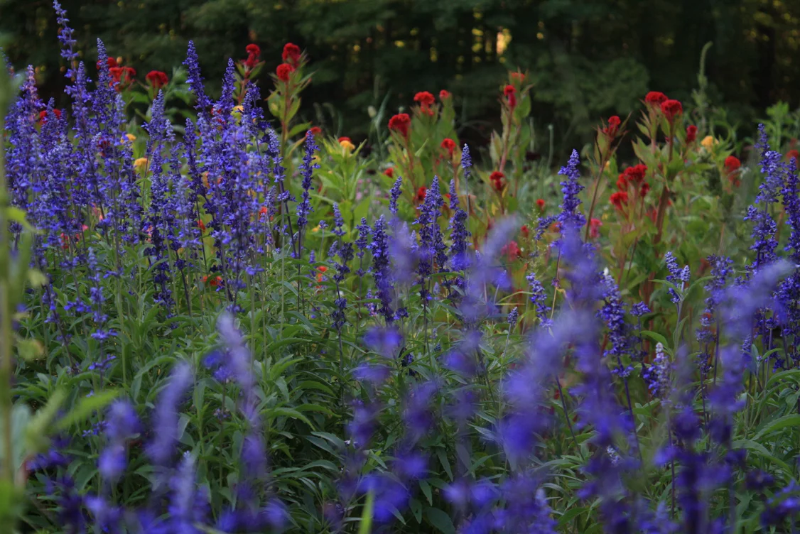 2013aug25_flowerfield_PurpRed_sm.jpg