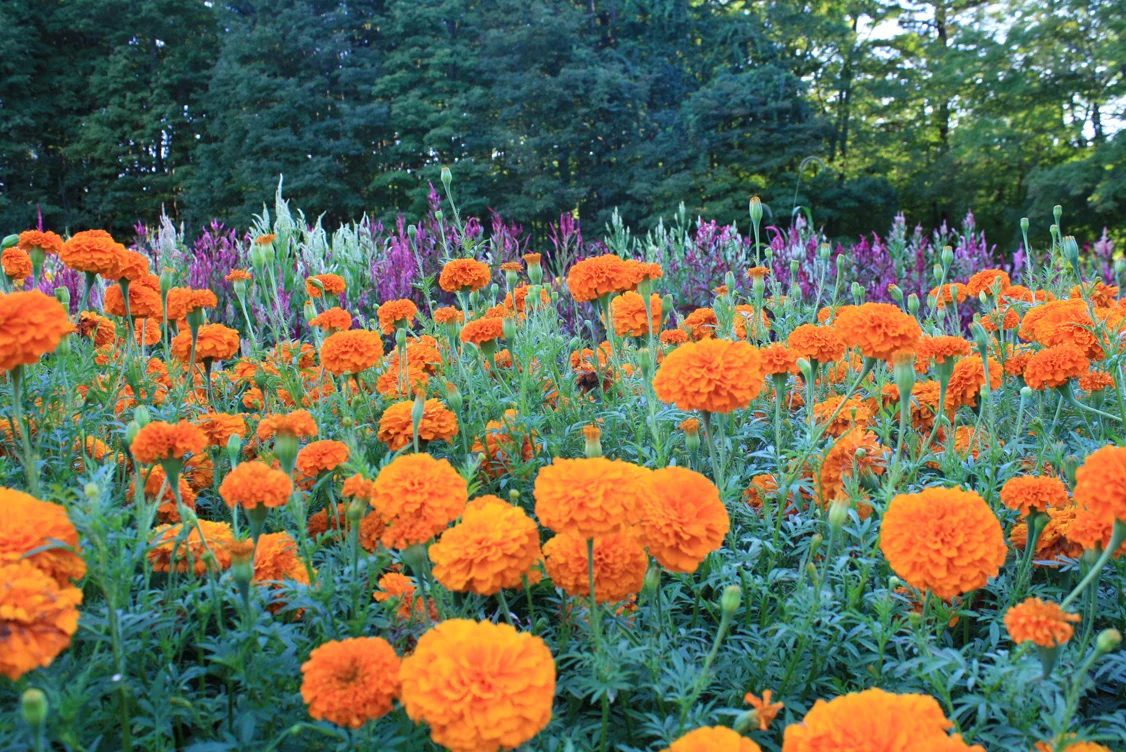 2013aug25_flowerfield_orngRed_sm.jpg