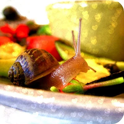 snail+11.jpg