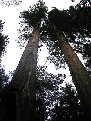 sequoia+national+5.jpg