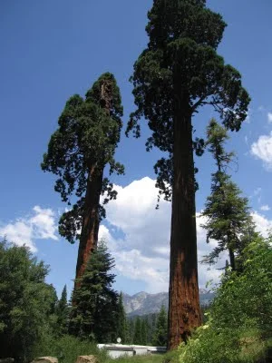 sequoia+national+3.jpg