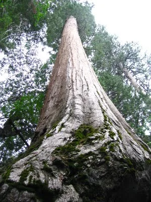 sequoia+national+2.jpg