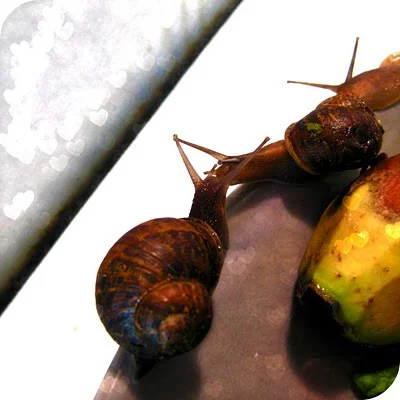 snail+13.jpg