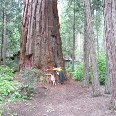 sequoia+national+1.jpg