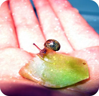 snail+4.jpg
