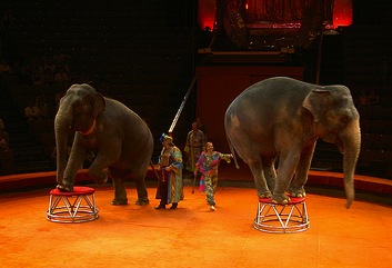 elephants.jpg