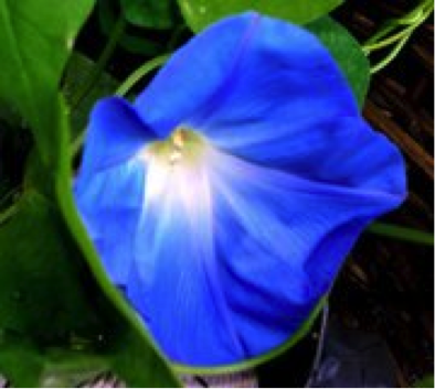 One of my Morning Glories.
