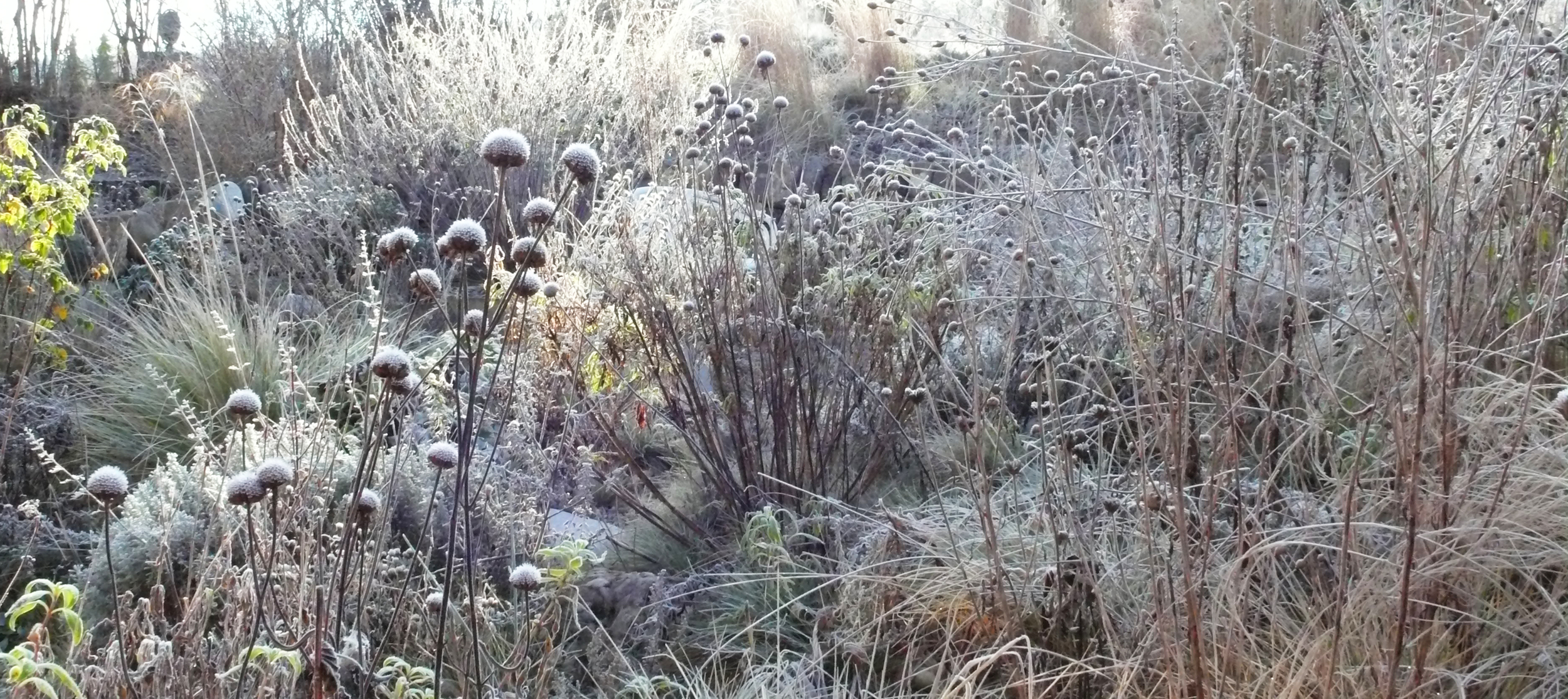 Winter_Aspekt_6_bearbeitet.jpg