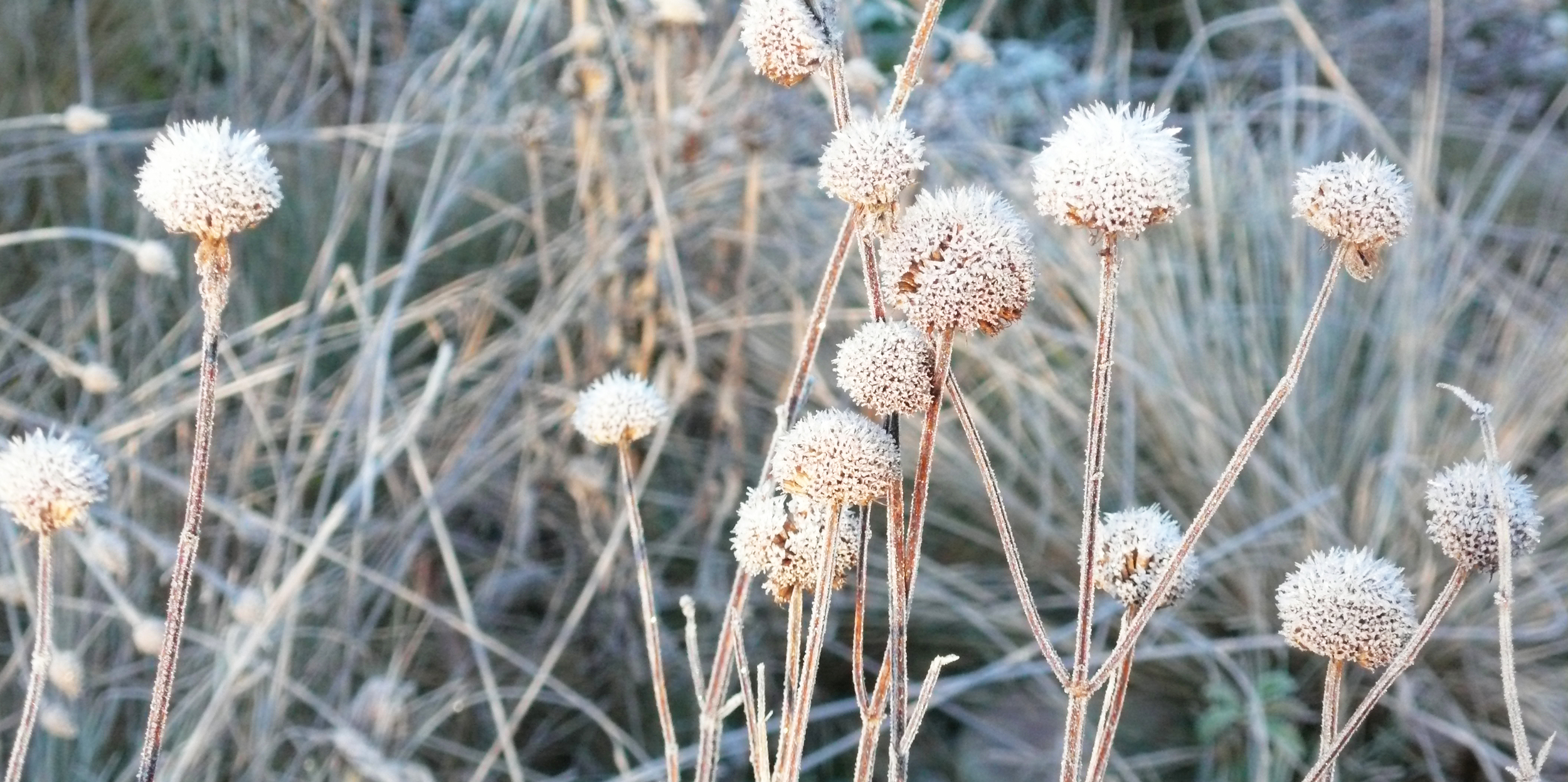 Winter_Aspekt_8_bearbeitet.jpg