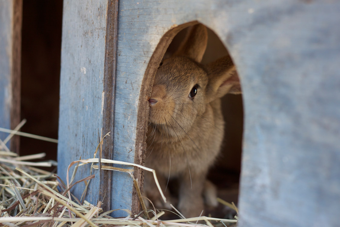 Crystal Springs Farm rabbit 1.jpg