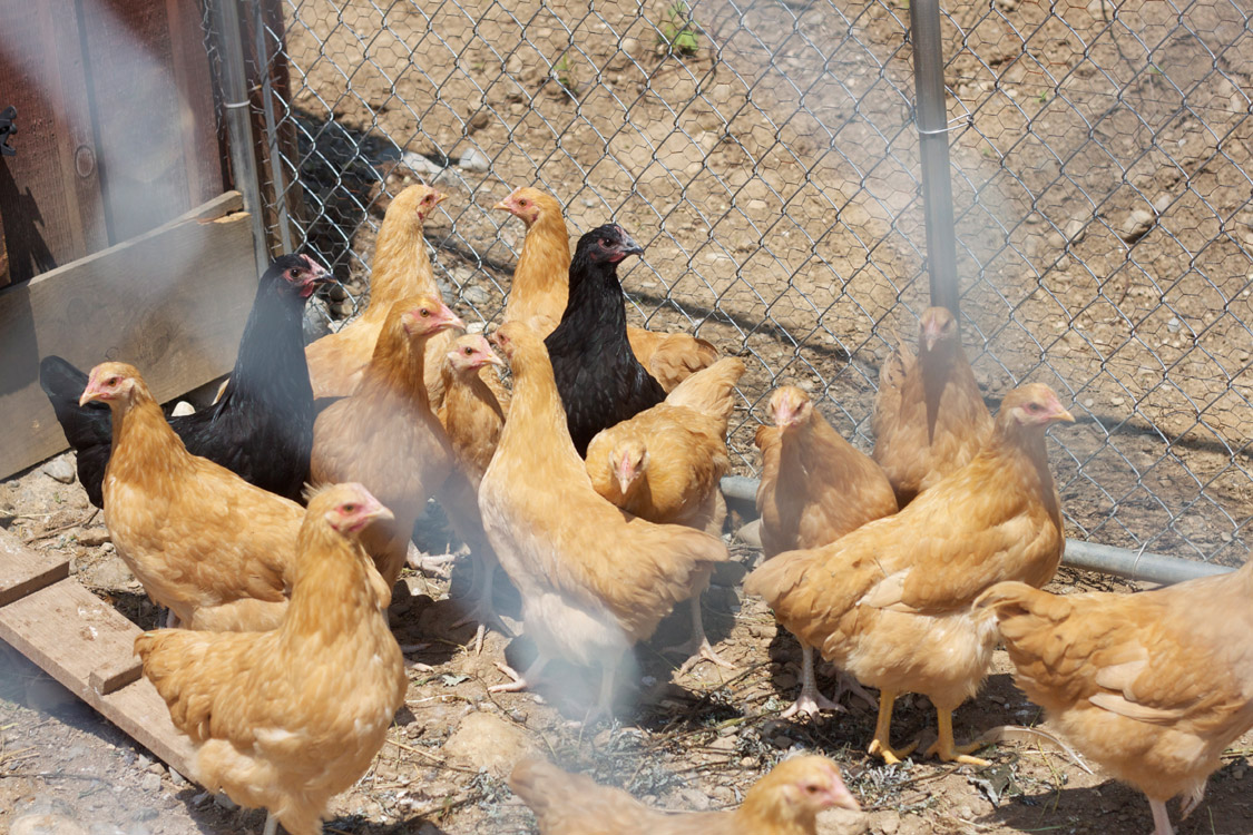 Crystal Springs Farm chickens.jpg