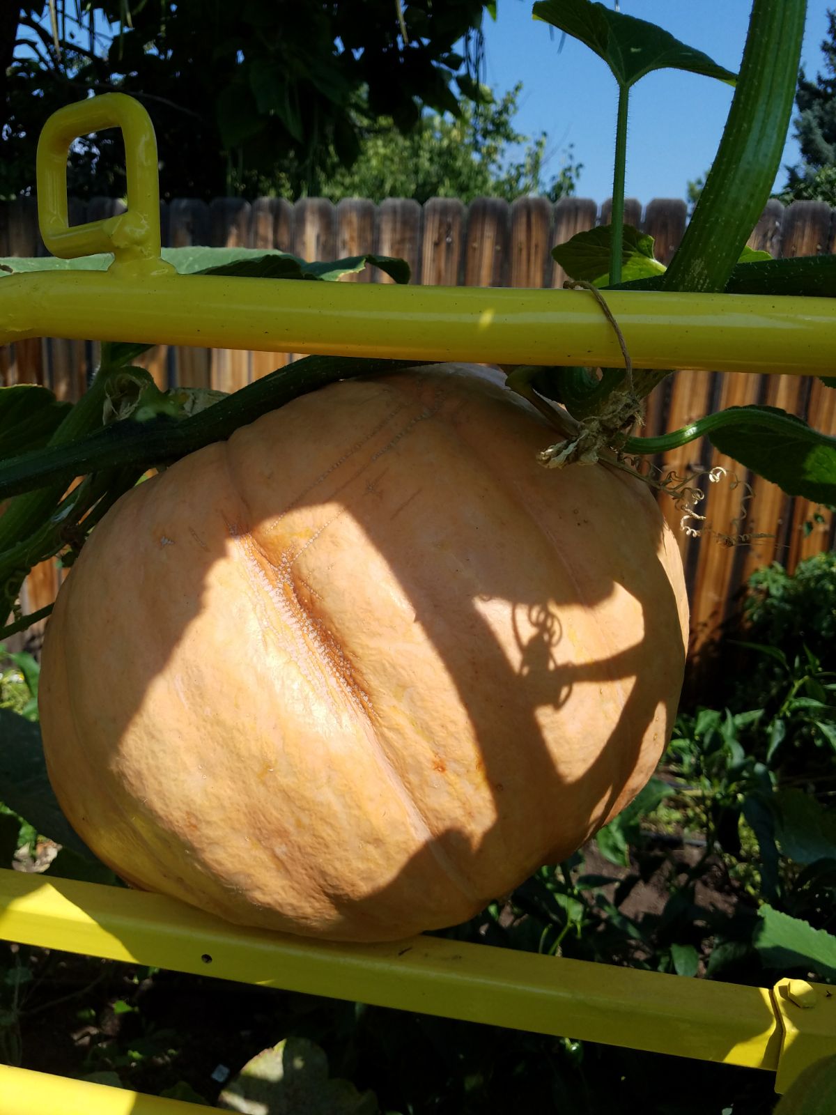 Doña Antonia's garden in August of 2017