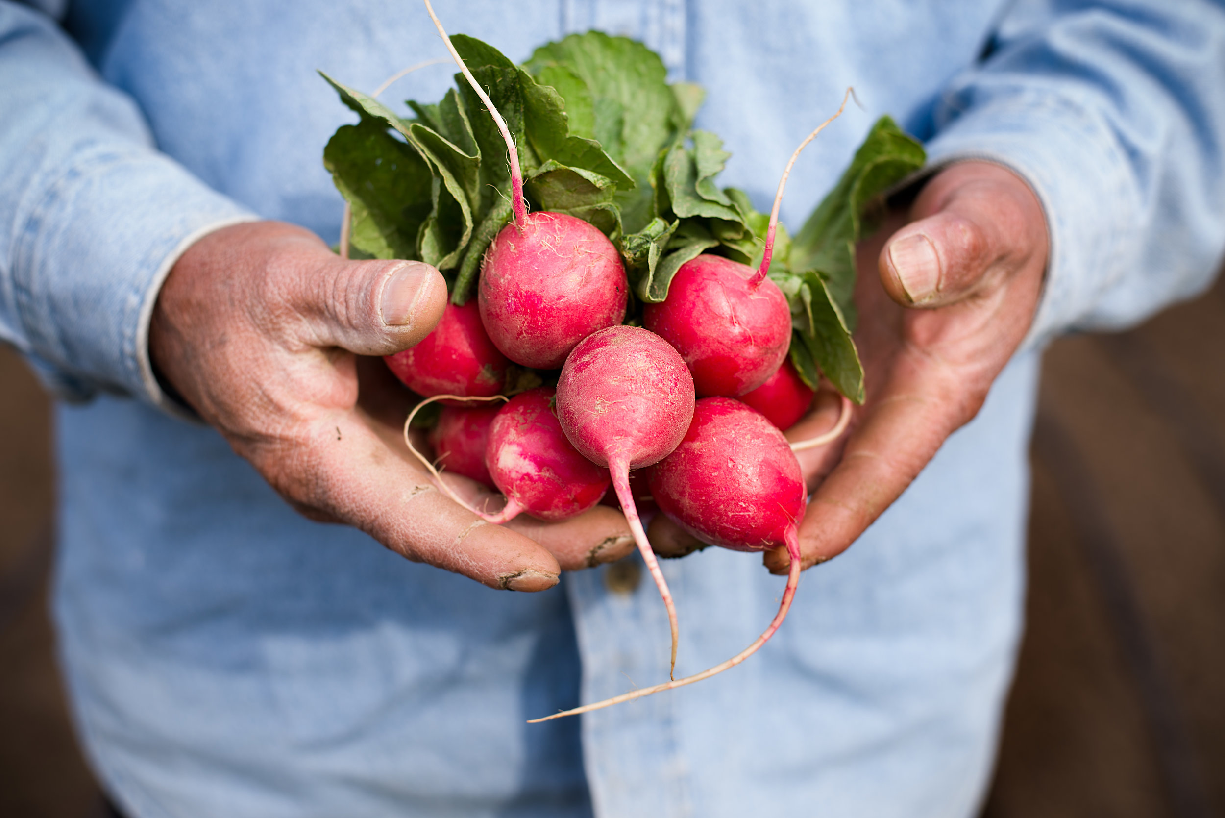 Latino man holding radishes from Re:Farm backyard garden in his hands.jpeg