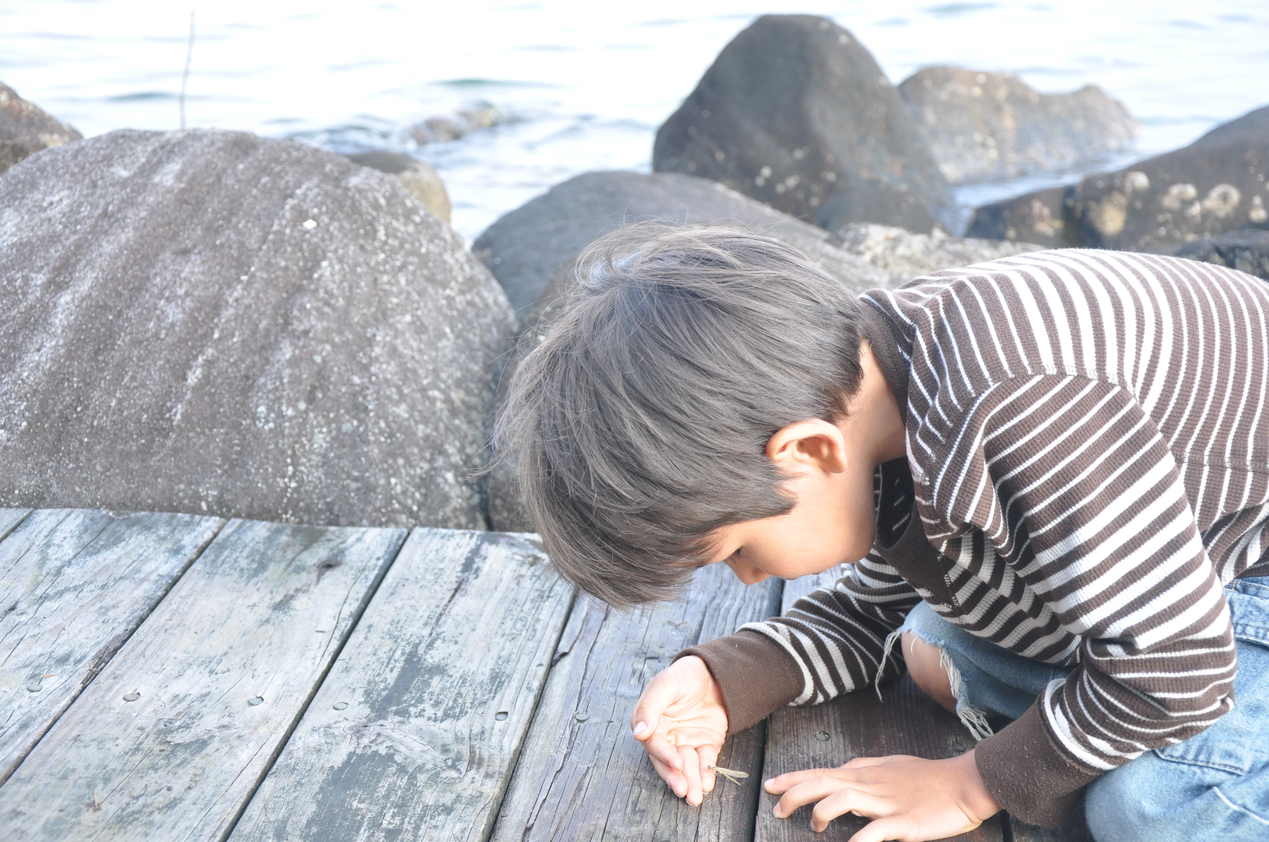 Notes from a *mostly* Media-Free Life :: Field Guides