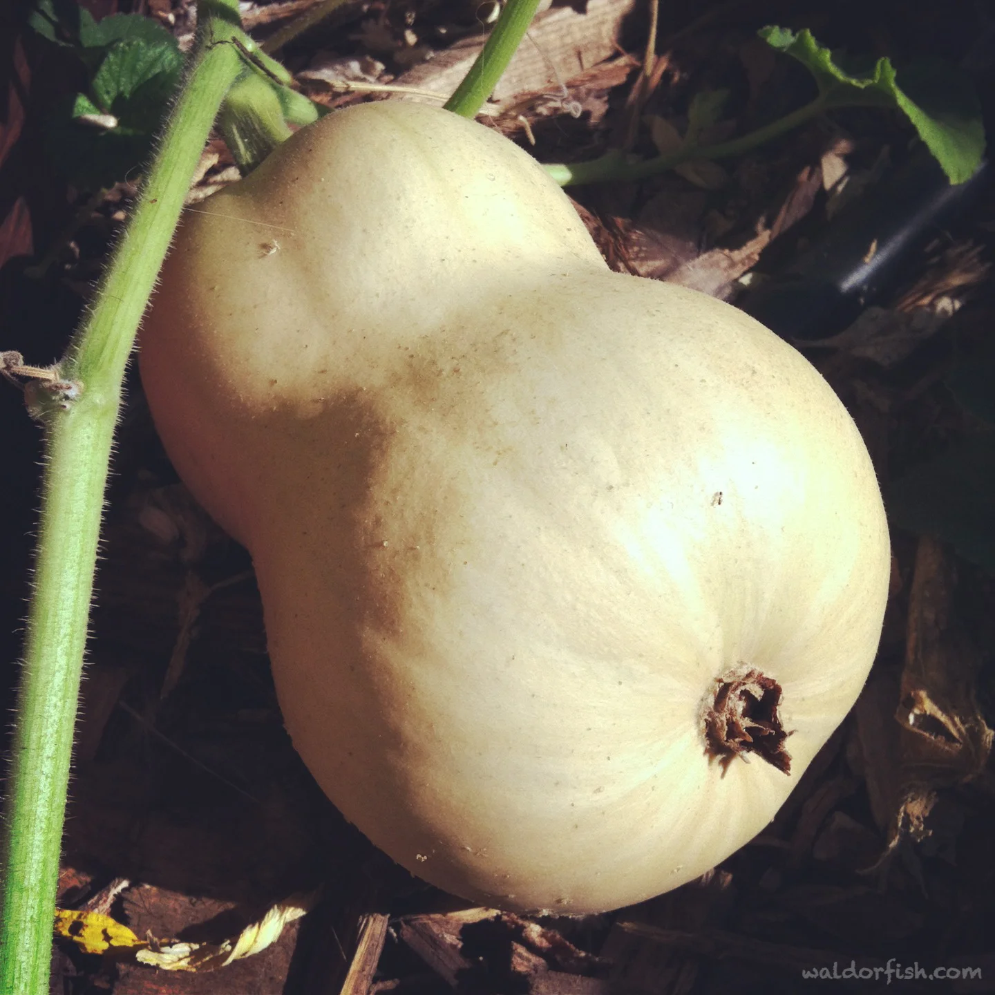 homegrown butternutty goodness
