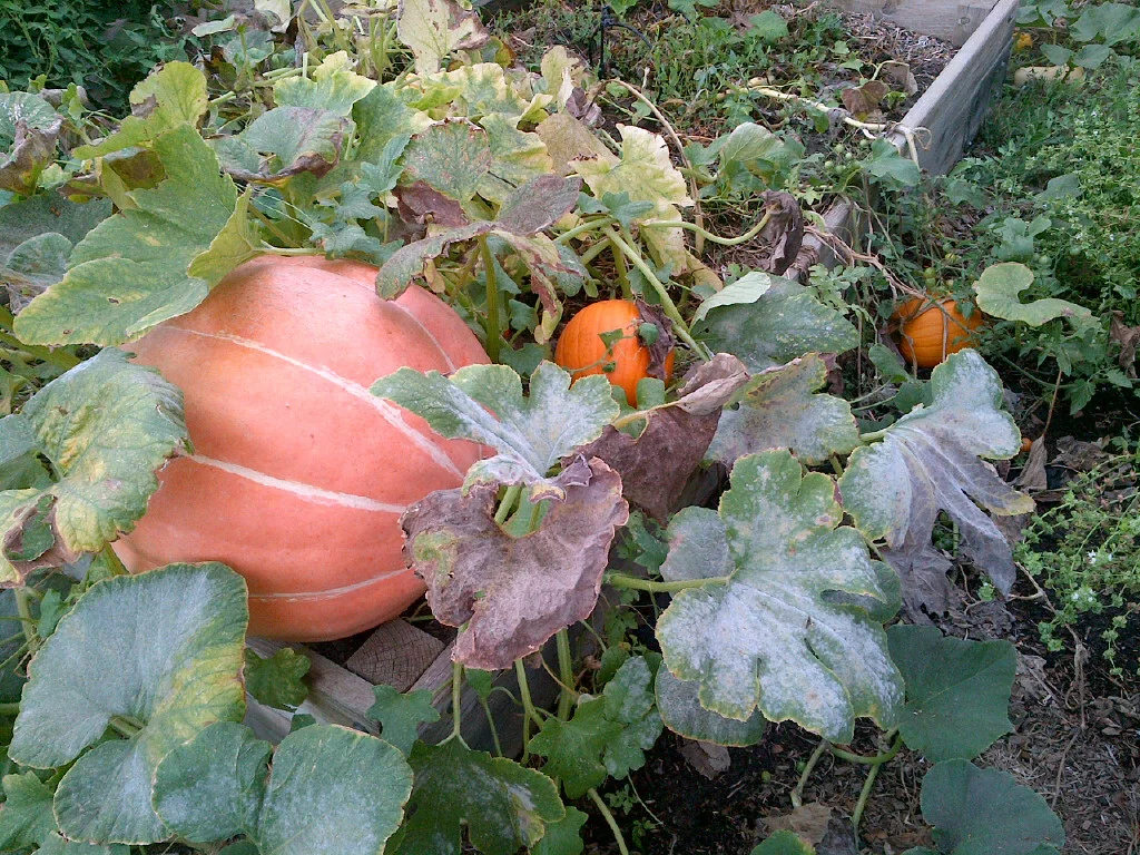 Davis-20130902-00020.jpg