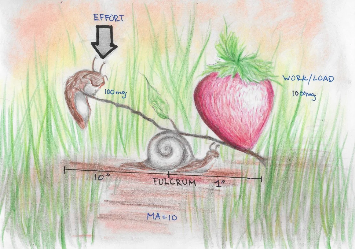 A main lesson book page showing how levers work with a snail, a slug, and a strawberry on a lever.